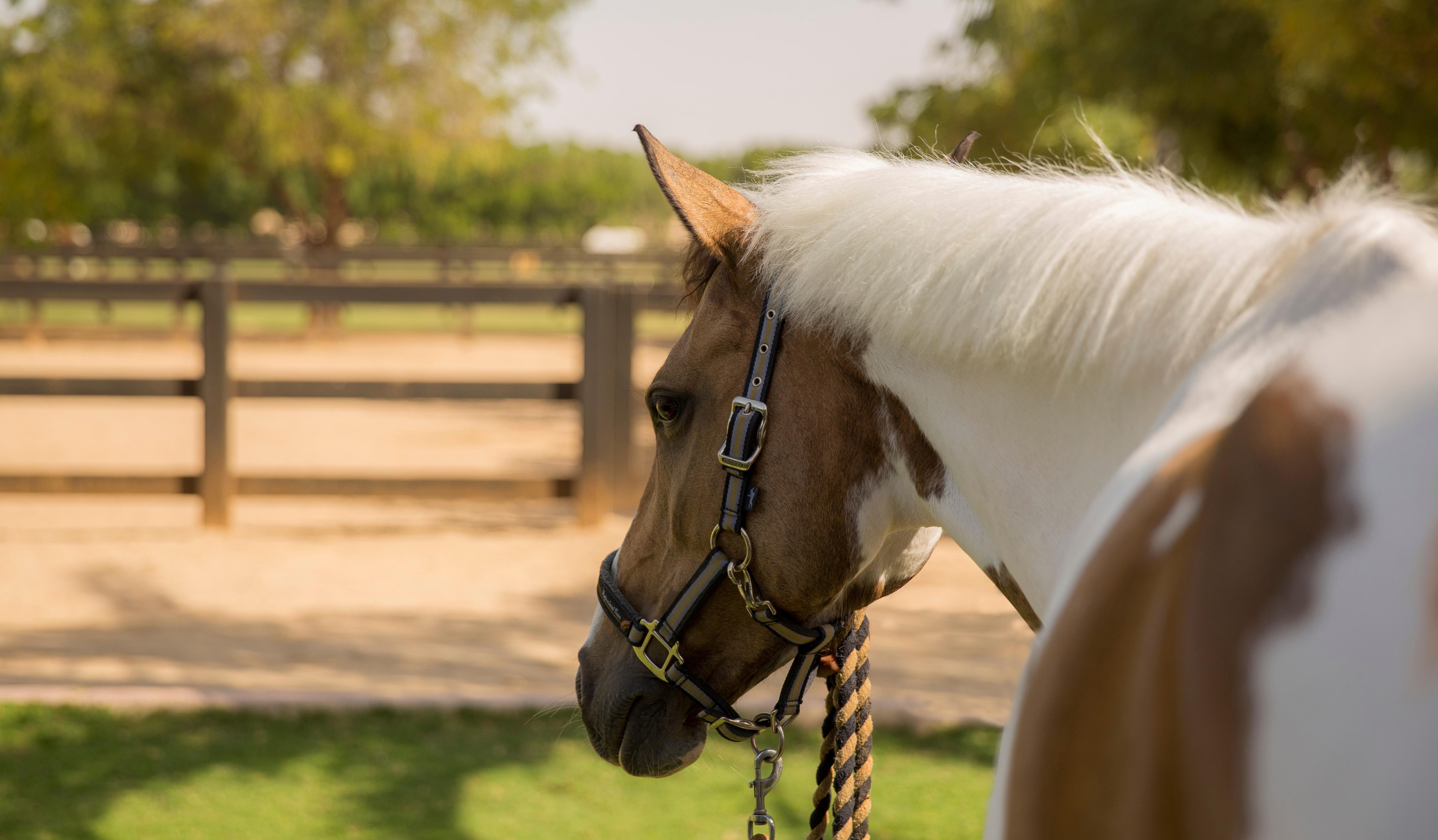 Melia Desert Palm Member Of Melia Collection Dubaj Kültér fotó A horse wearing a snaffle bridle