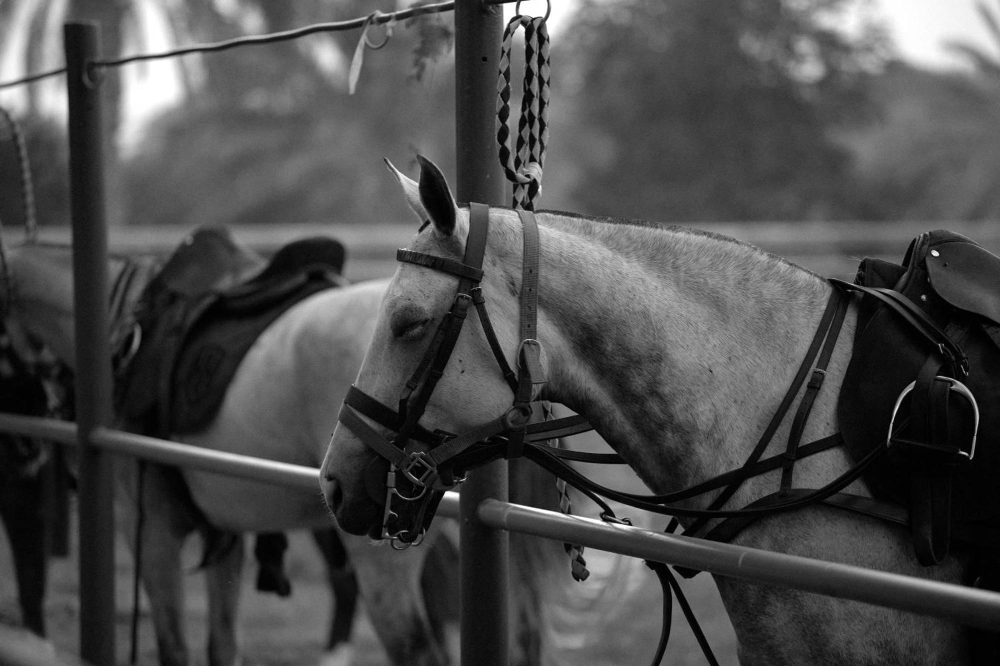 Melia Desert Palm Member Of Melia Collection Dubaj Kültér fotó A horse wearing an English bridle